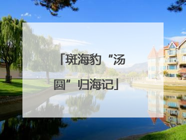 斑海豹“汤圆”归海记